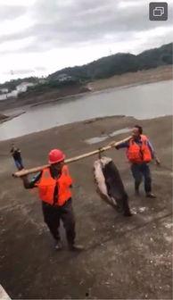 水库大鱼爆料视频播放,视频播放引发热议！  第2张